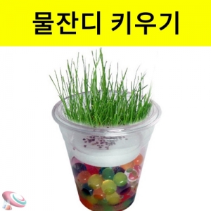 개구리알 물잔디키우기 생물과학키트KSCI-6386e 개구리알 물잔디키우기 만들기 세트. 집콕 만들기키트 과학교구