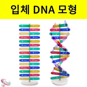입체 DNA 모형만들기 1인 10인용 과학실험키트KSCI-6300be Dna 모형만들기 이중나선구조와 특징 생물과학키트. 집콕 만들기키트 과학교구