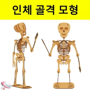DIY 인체골격구조만들기 30cm 나무조립과학키트KSCI-7769be 나무로 만들어 보는 인체골격 해골조립형 퍼즐모형 대형. 집콕 만들기키트 과학교구