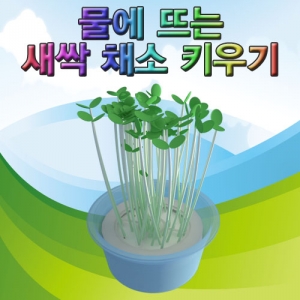 무순키우기키트 새싹 채소키우기KSCI-7880e 새싹채소 기르기 키트. 집콕 만들기키트 과학교구