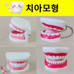 치아모형 세트 소형 대형 칫솔증정KSCI-7912e 칫솔질 교육 양치교육 치아모형. 집콕 만들기키트 과학교구