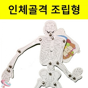 인체모형 만들기 10인용 단추형KSCI-7918 인체골격 맞추기 단추형 관절움직임. 집콕 만들기키트 과학교구