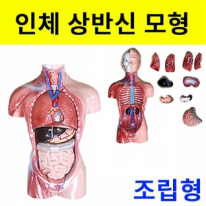 인체모형 상반신모형-조립형 지지대포함KJSCI-8095 인체상반신모형 장기모형 내장구조. 집콕 만들기키트 과학교구