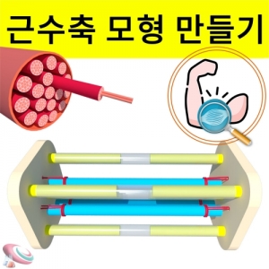 근수축모형만들기[근육의 수축과이완]-1인용KSCI-8169 근육의 수축과 이완시 변화를 학습할 수 있습니다. 집콕 만들기키트 과학교구