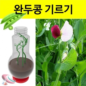 완두콩기르기 키우기 세트-1인용/5인용 재배기KSCI-8236u 완두콩 기르기 키우키 키트 세트 식물의 생장과정 학습. 집콕 만들기키트 과학교구