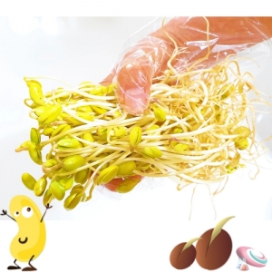 콩나물 기르기 키트 집에서 키우기 세트-1인용 (대형)KSCI-8237 콩나물 기르기 키트 시루와 물받침으로 식물의 생장학습 햇빛 차단용 검정천포함 개별포장. 집콕 만들기키트 과학교구