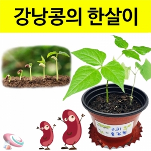 강낭콩키우기 기르기 키트 4인용 식물의 한살이KSCI-8244jb 강낭콩 기르기 키우키 키트 식물의 생장과정 학습. 집콕 만들기키트 과학교구