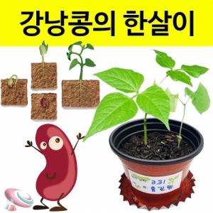 강낭콩키우기 기르기 키트 4인용 식물의 한살이KSCI-8244jb 강낭콩 기르기 키우키 키트 식물의 생장과정 학습. 집콕 만들기키트 과학교구