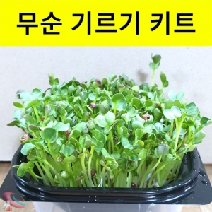 새싹기르기 무순키우기 키트-1인용 (대형)KSCI-8249 새싹 무순 기르기 키우키 키트 식물의 생장과정 학습 과학교구. 집콕 만들기키트 과학교구