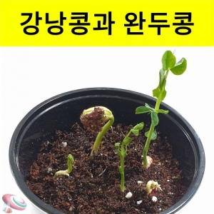 강낭콩키우기 완두콩기르기세트 식물관찰키트[1인용]KSCI-8250 강낭콩 완두콩 기르기 키우키 키트 식물의 생장과정 학습. 집콕 만들기키트 과학교구