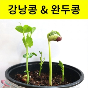 강낭콩키우기 완두콩기르기세트 식물관찰키트[1인용]KSCI-8250 강낭콩 완두콩 기르기 키우키 키트 식물의 생장과정 학습. 집콕 만들기키트 과학교구