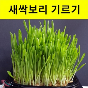 보리키우기 키트 새싹 기르기세트 1인용 대형KSCI-8267 보리새싹 기르기 키우키 키트 식물의 생장과정 학습세트. 집콕 만들기키트 과학교구