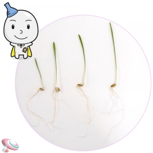 보리키우기 키트 새싹 기르기세트 1인용 대형KSCI-8267 보리새싹 기르기 키우키 키트 식물의 생장과정 학습세트. 집콕 만들기키트 과학교구