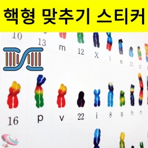 핵형 분석 맞추기 염색체 스티커 4종 세트KSCI-8298 핵형 분석 스티커 4종세트 남자 여자 다운/터너증후군 염색체 스티커. 집콕 만들기키트 과학교구