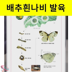 배추흰나비 한살이 표본 액자형KSCI-8441 배추흰나비의 성장과정을 관찰하는 스탠드형표본. 집콕 만들기키트 과학교구