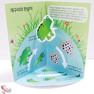 개구리한살이 교과서 과학실험 5인용KSCI-8635 개구리의 한살이 성장과정 교과서과학 학습세트. 집콕 만들기키트 과학교구