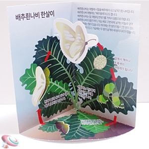 배추흰나비한살이 교과서 과학실험 5인용KSCI-8636 배추흰나비 한살이 성장과정 교과서과학 학습세트. 집콕 만들기키트 과학교구