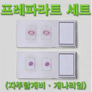 자주달개비·개나리잎 프레파라트 세트 집콕 만들기키트 과학교구