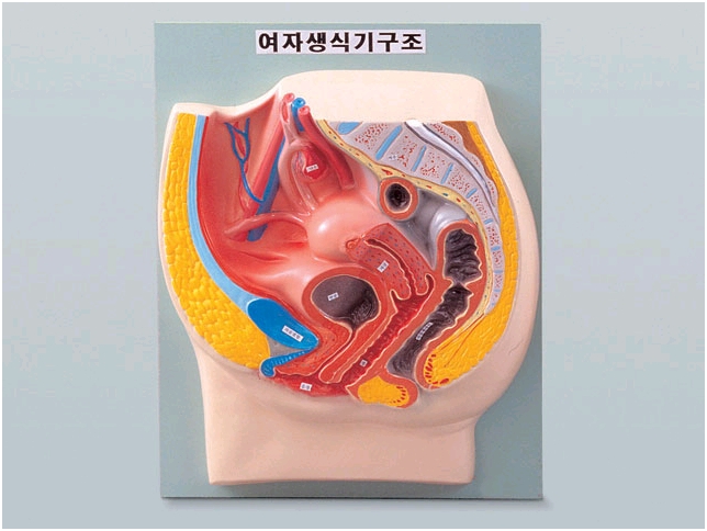 여자생식기구조(B형) 집콕 만들기키트 과학교구