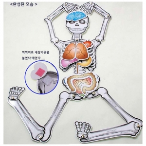 우리몸 우리뼈 내장구조 해골모양 똑딱핀KSCI-5439 해골모양 인체모형 내부구조 우리몸의뼈 만들기키트. 집콕 만들기키트 과학교구